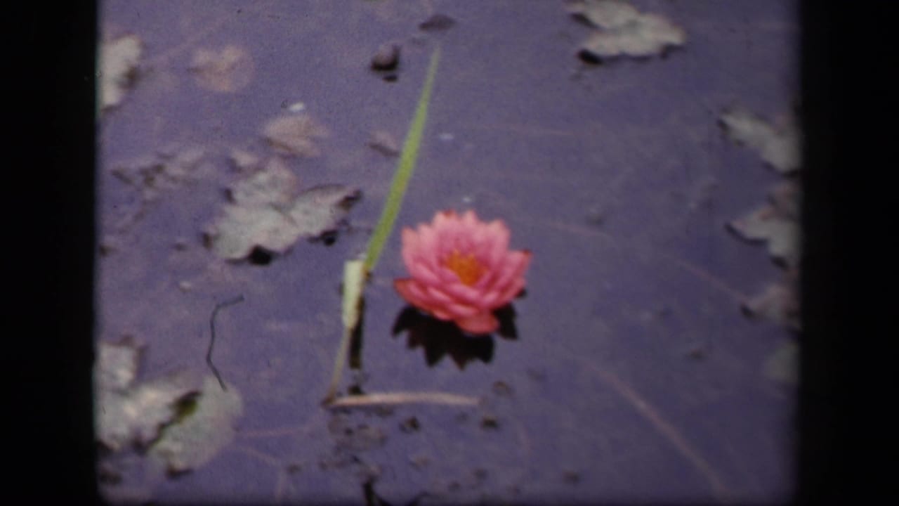 Pink water lily floating on dark pond water near lily pads and a green stem.