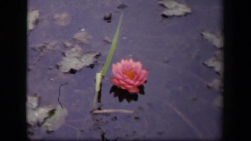1943 Washington, DC 8mm frame showing a pink water lily on dark pond water with lily pads, a green stem, and visible film edges.