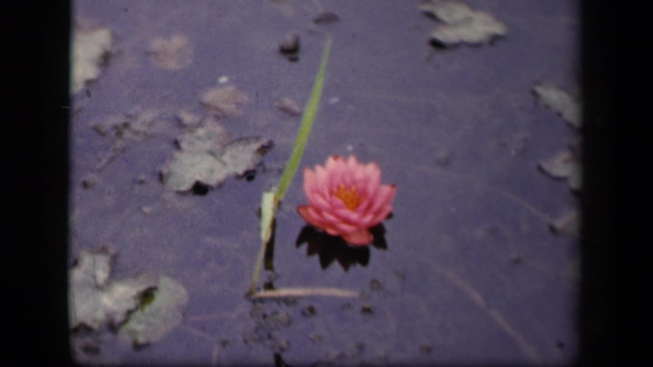1943 Washington, DC pond view with a pink water lily, lily pads, floating stems, soft reflections, and dark 8mm frame borders.