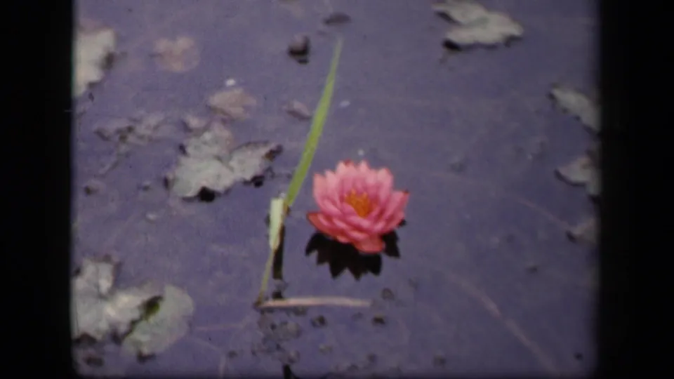 1943 Washington, DC pond view with a pink water lily, lily pads, floating stems, soft reflections, and dark 8mm frame borders.