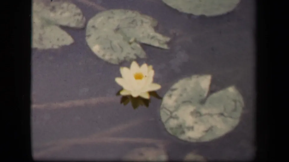 1943 Washington, DC 8mm frame showing a white water lily beneath pale lily pads, with muted pond water and visible film grain.