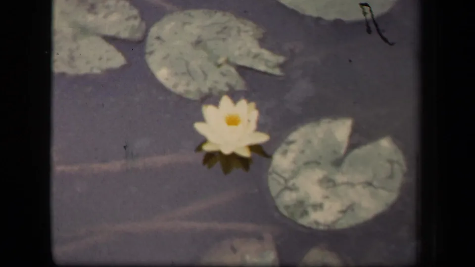 1943 Washington, DC pond frame with a white water lily, pale lily pads, dark water, film specks, and soft 8mm color rendering.