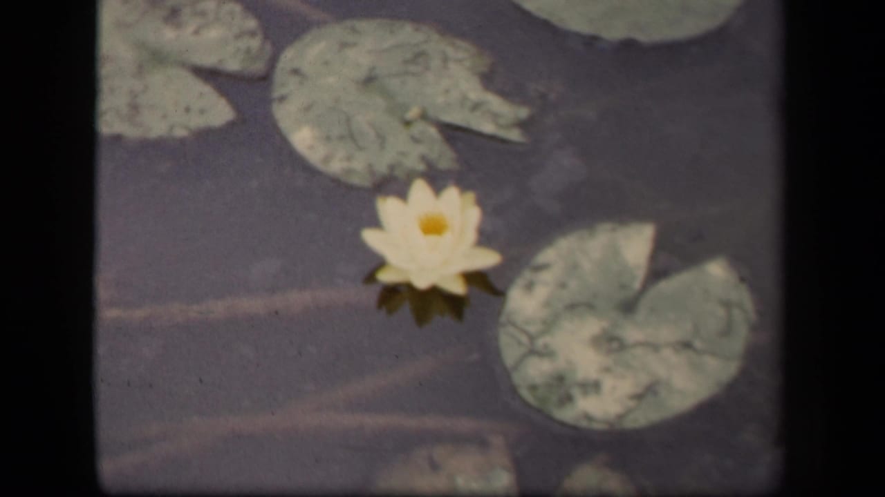 White water lily floating among green lily pads on dark pond water.