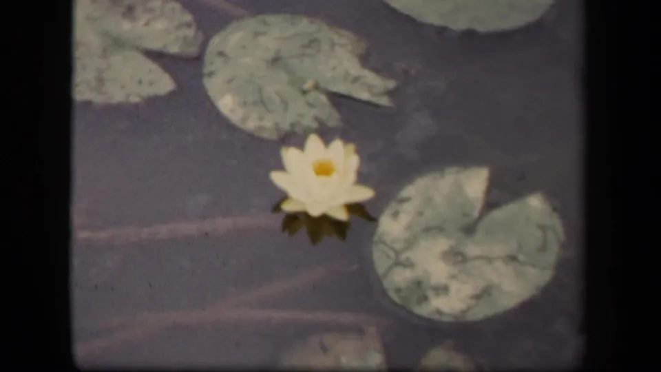 1943 Washington DC 8mm frame showing a white water lily surrounded by lily pads on a calm pond.