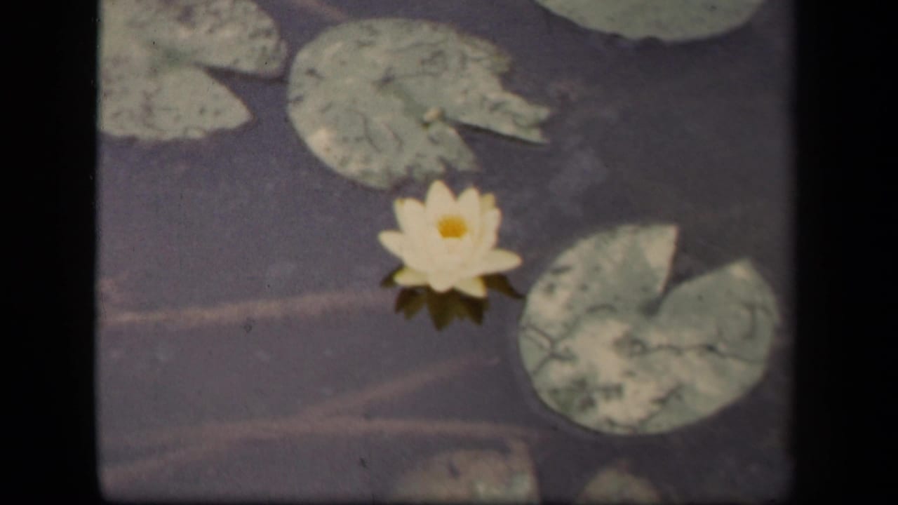 White water lily near mottled lily pads on still pond water.