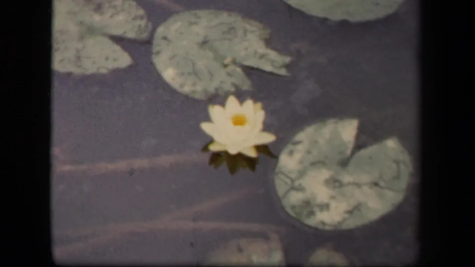White water lily and weathered lily pads appear in a 1943 Washington DC home-movie pond view.