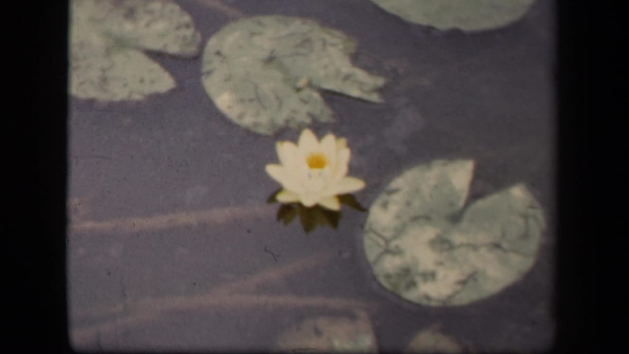 1943 8mm pond footage from Washington DC showing a white water lily beneath broad lily pads.