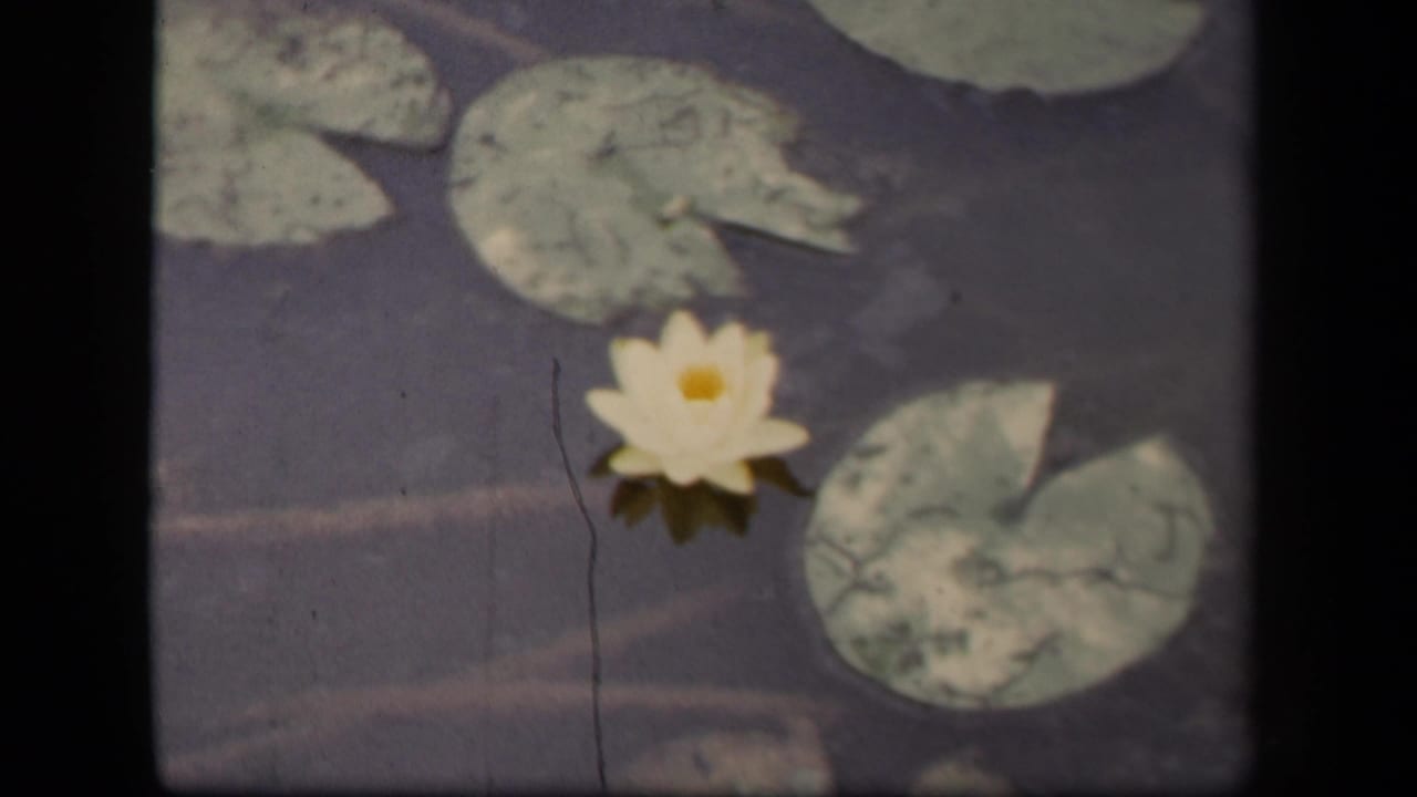 Soft 1943 Washington DC 8mm frame of a white water lily, cracked lily pads, and dark pond water.
