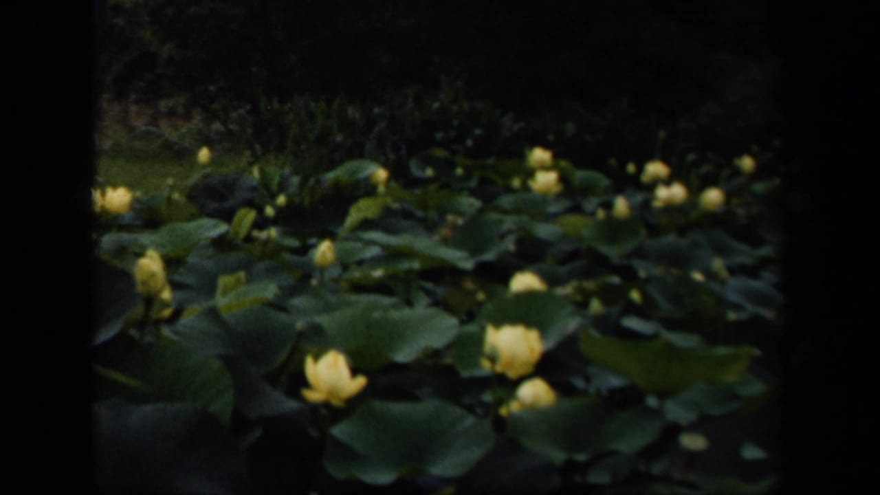 1943 Washington, DC 8mm frame showing yellow water lilies and dense green lily pads across a shaded pond.