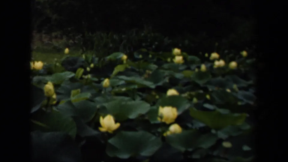 1943 Washington, DC 8mm frame showing yellow water lilies and dense green lily pads across a shaded pond.