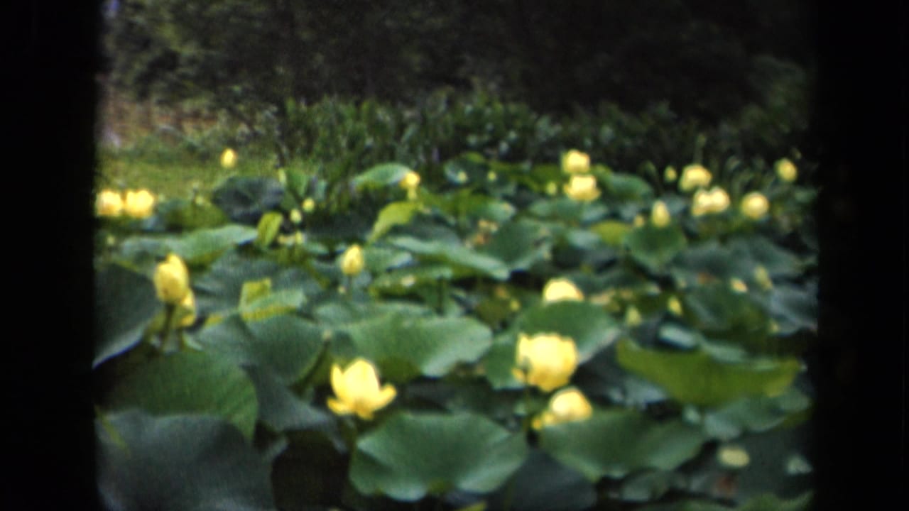 Close view of lily pads with several yellow blossoms on pond water.