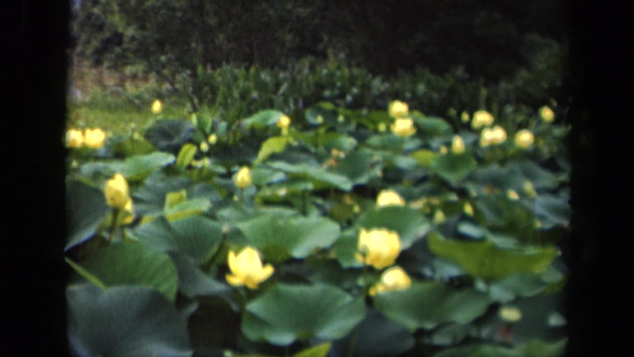 1943 Washington, DC 8mm still showing a low, close view across lily pads and yellow water lilies.