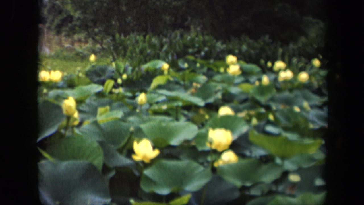 1943 Washington, DC frame of yellow water lilies blooming across a pond with dark foliage in the background.