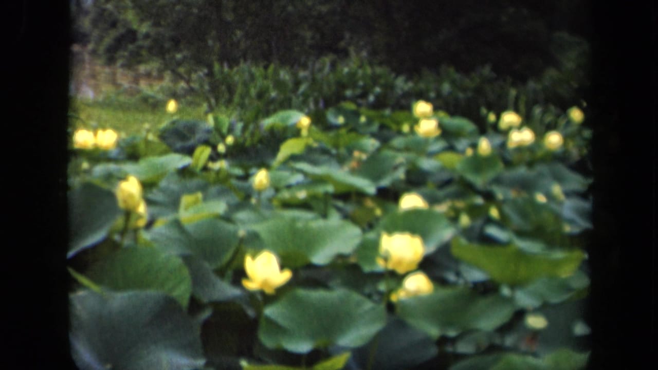 Yellow water lilies and green lily pads fill a pond with dark water and foliage behind.