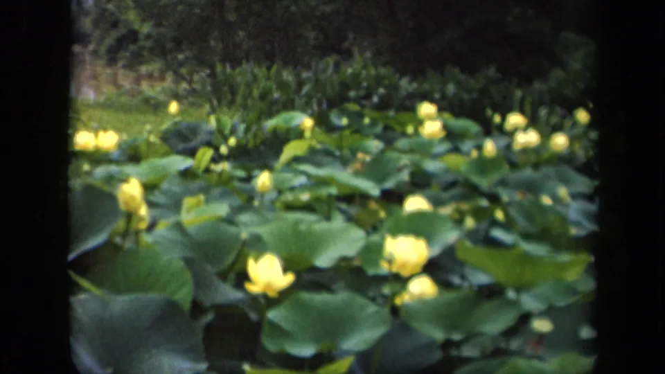 1943 8mm footage from the Washington, DC area shows yellow water lilies among broad green lily pads in a shaded pond.