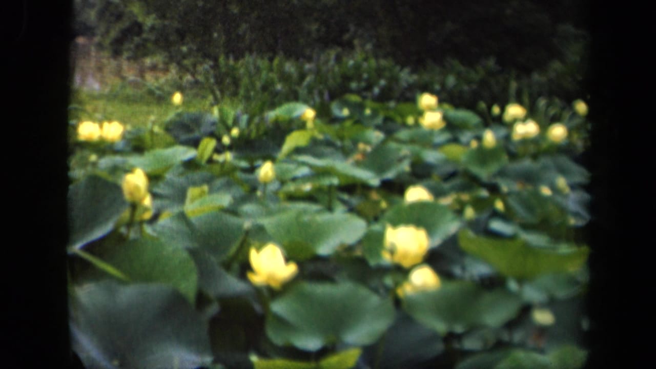 Wide view of yellow lilies blooming across a pond covered with green lily pads.