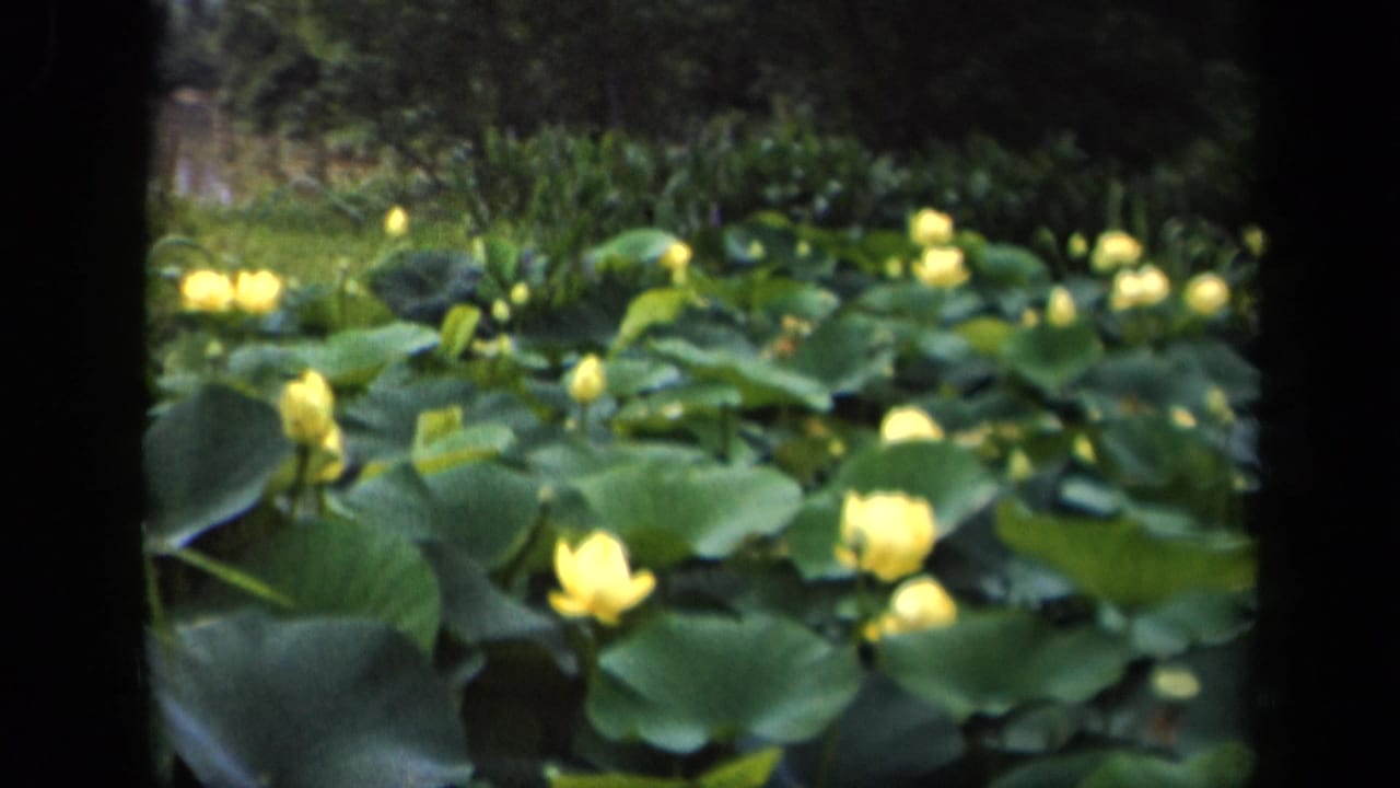 The 8mm frame presents a pond-wide view of yellow water lilies and broad lily pads, likely from the supplied Washington, DC setting.