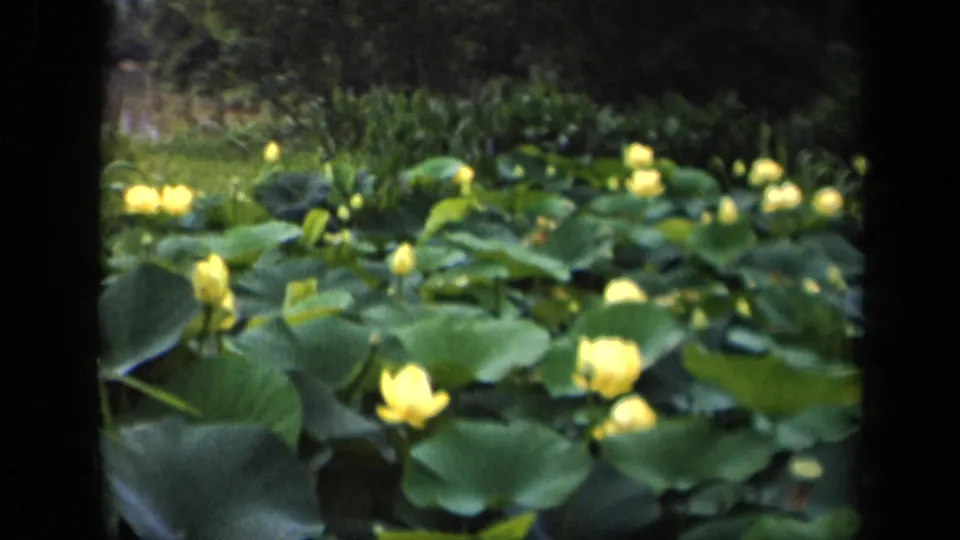 The 8mm frame presents a pond-wide view of yellow water lilies and broad lily pads, likely from the supplied Washington, DC setting.