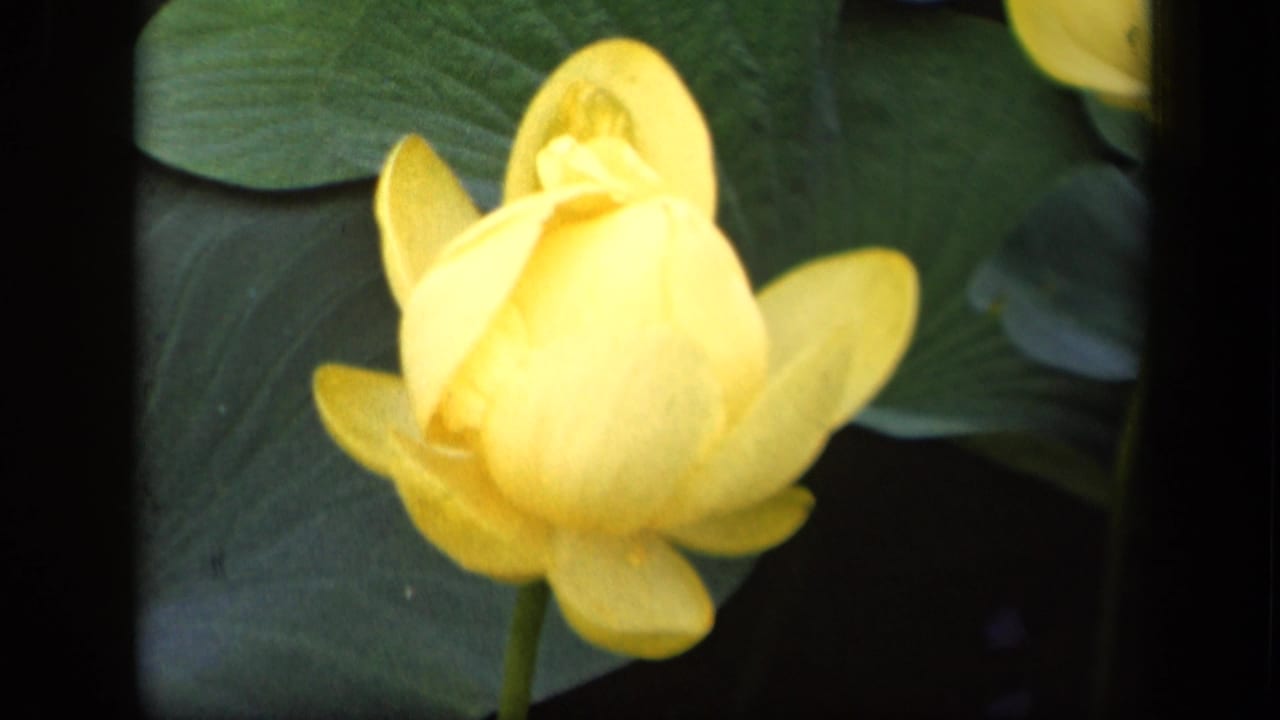 A close 1943 8mm view isolates one yellow water lily in soft focus against green lily pads and shadowed pond water.