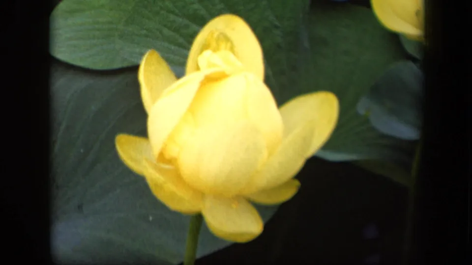A close 1943 8mm view isolates one yellow water lily in soft focus against green lily pads and shadowed pond water.