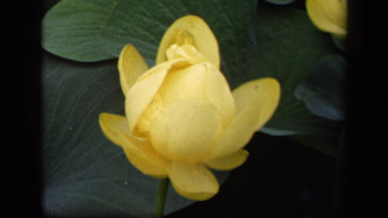 Close 1943 8mm view of a yellow flower bud in Washington, DC, framed by broad green leaves and dark shadowed areas.