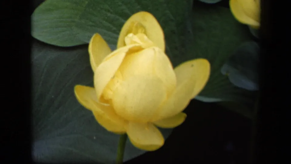 Close 1943 8mm view of a yellow flower bud in Washington, DC, framed by broad green leaves and dark shadowed areas.
