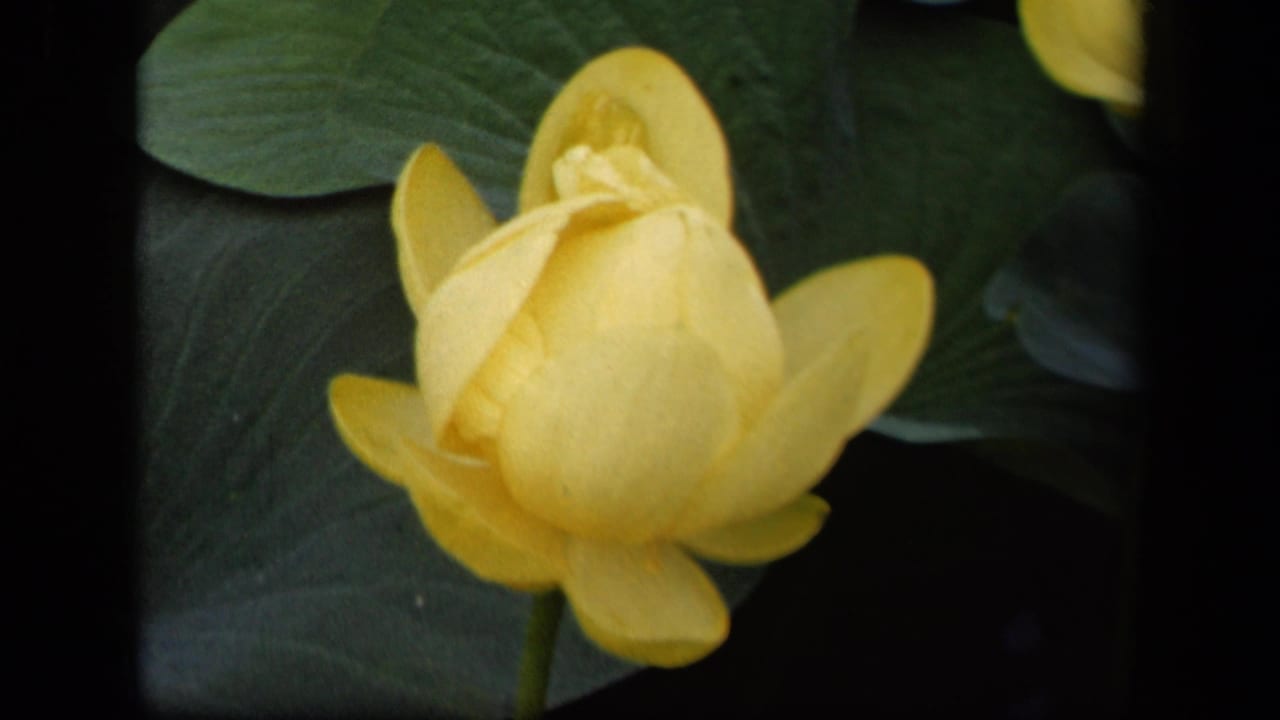 Yellow flower bud with layered petals in front of green leaves.