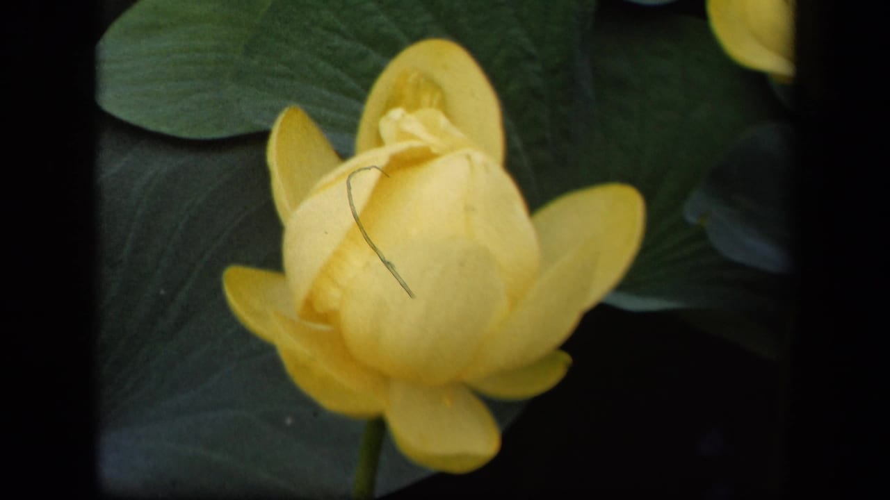 A yellow flower bud remains centered among leaves, with a fine hair or scratch visible on the 8mm frame from the 1943 Washington, DC clip.