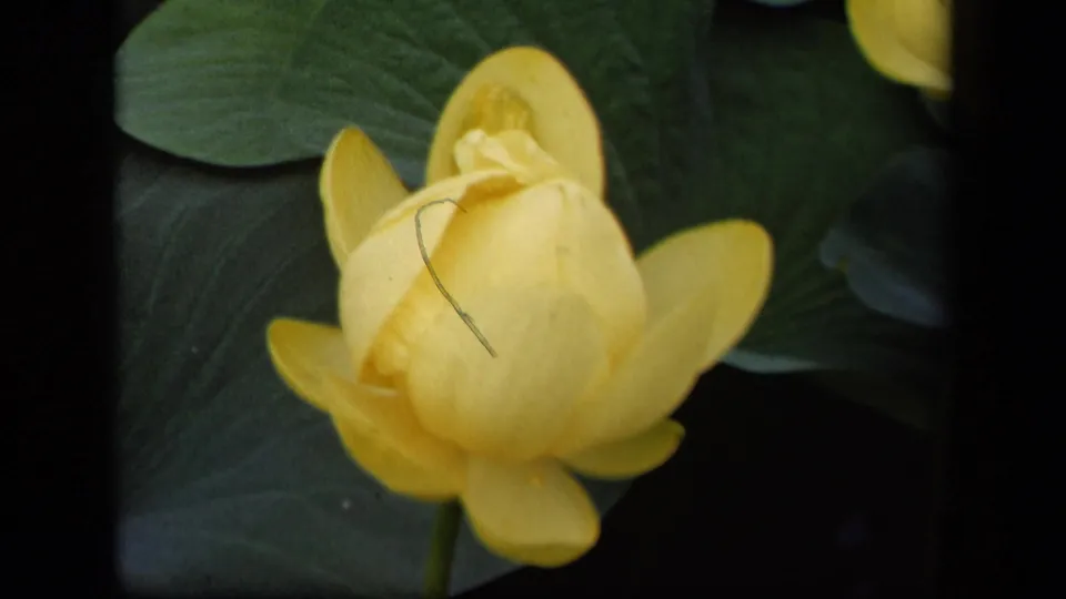 A yellow flower bud remains centered among leaves, with a fine hair or scratch visible on the 8mm frame from the 1943 Washington, DC clip.