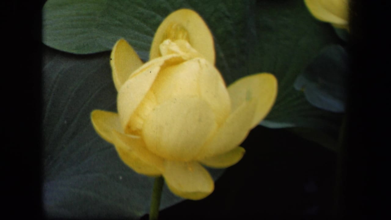 Soft 8mm frame of a yellow flower bud and broad leaves, consistent with the 1943 Washington, DC home-movie metadata.