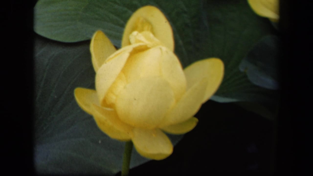 Close view of a yellow water lily above dark green lily pads in 1943 Washington, DC home-movie footage.