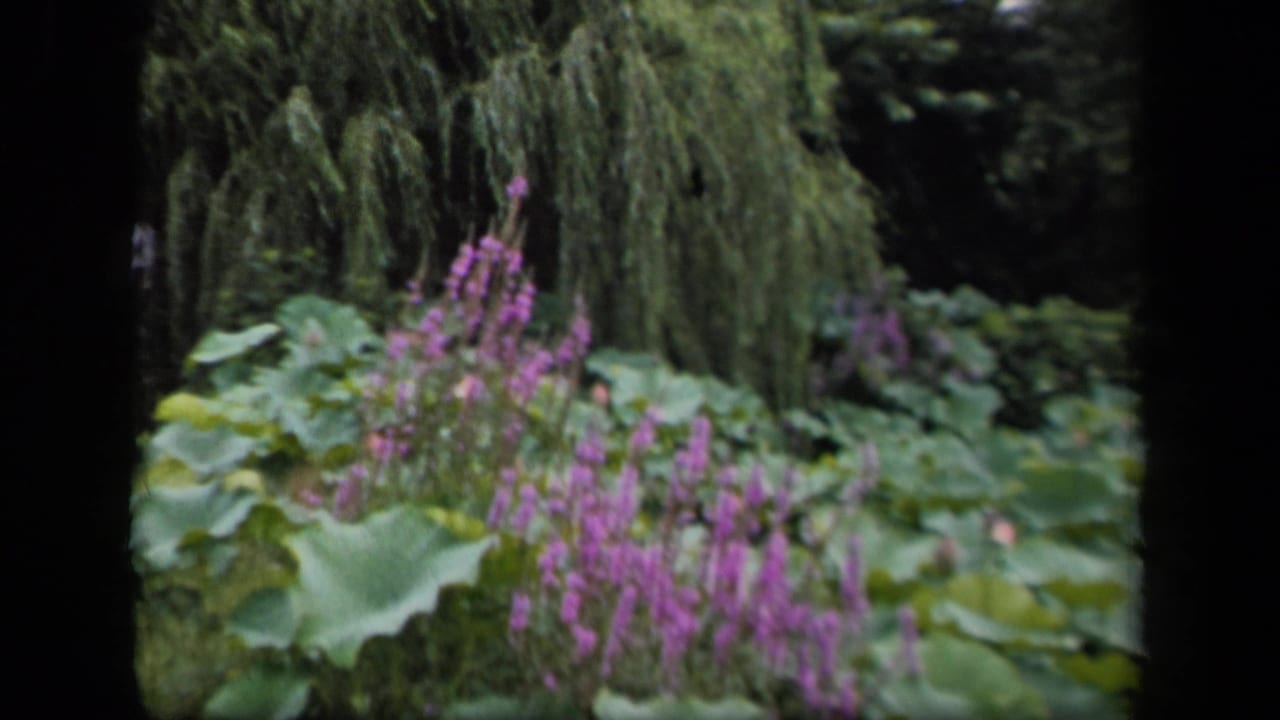 Purple flower spikes and large pond leaves beneath drooping tree branches.