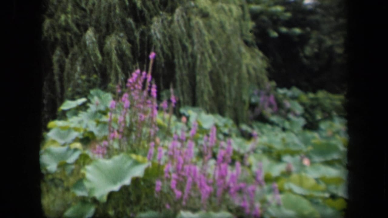 A wider 8mm garden view shows purple flowers clustered among large pond leaves and shaded greenery.