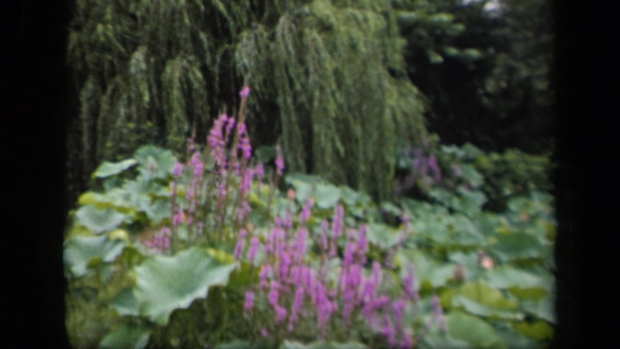 Garden pond plants and purple flower spikes appear beneath drooping tree branches in soft 1940s 8mm footage.