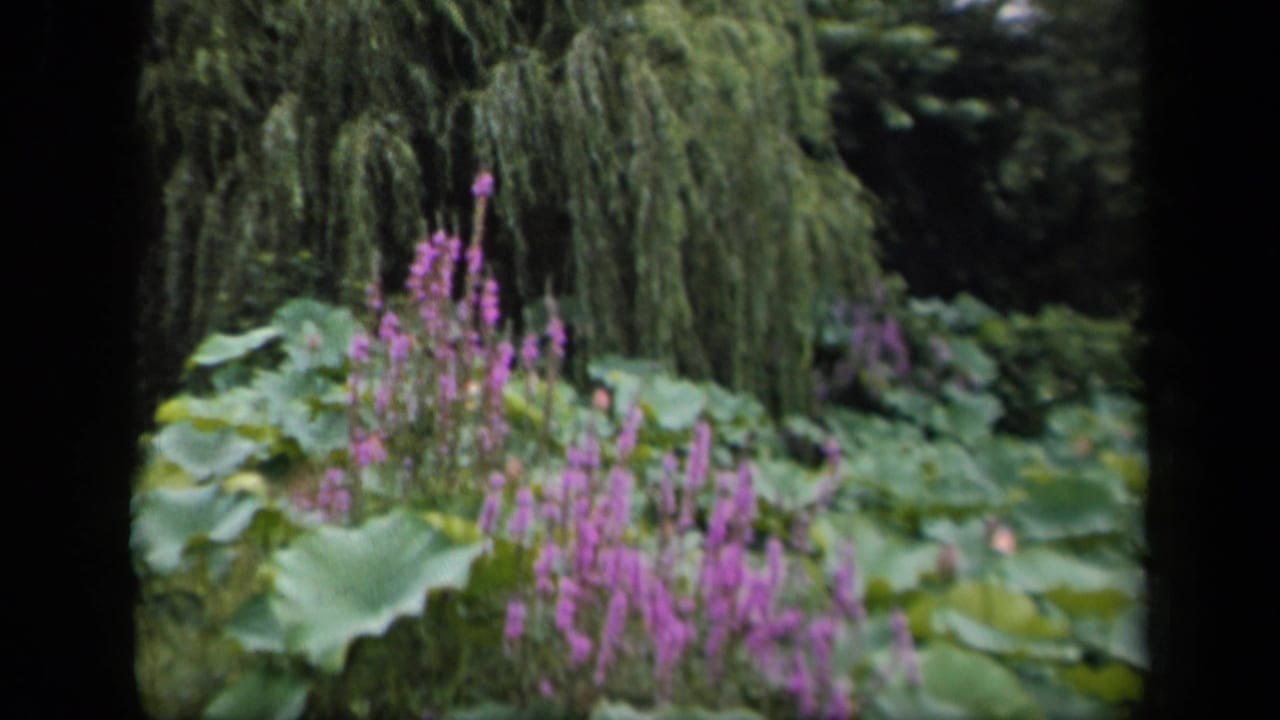 Lotus leaves and purple flowers beside drooping branches in a garden.