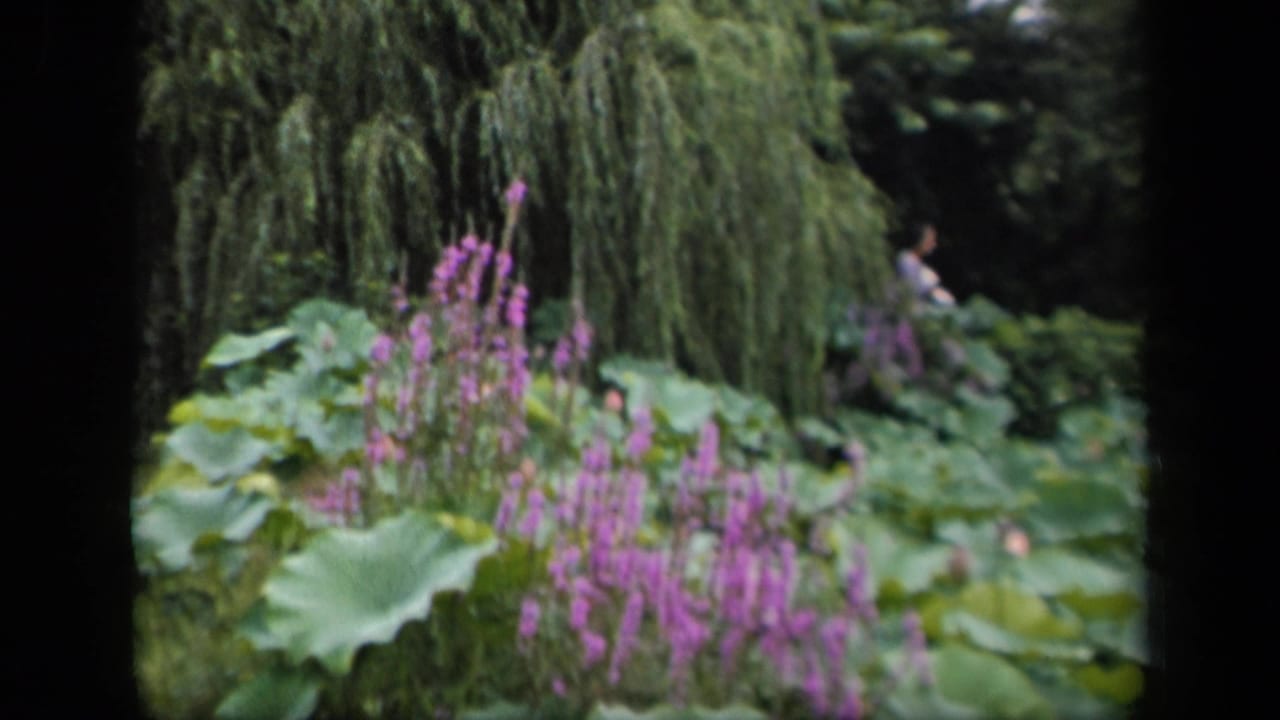 Purple flowers and broad green leaves with a distant visitor at right.