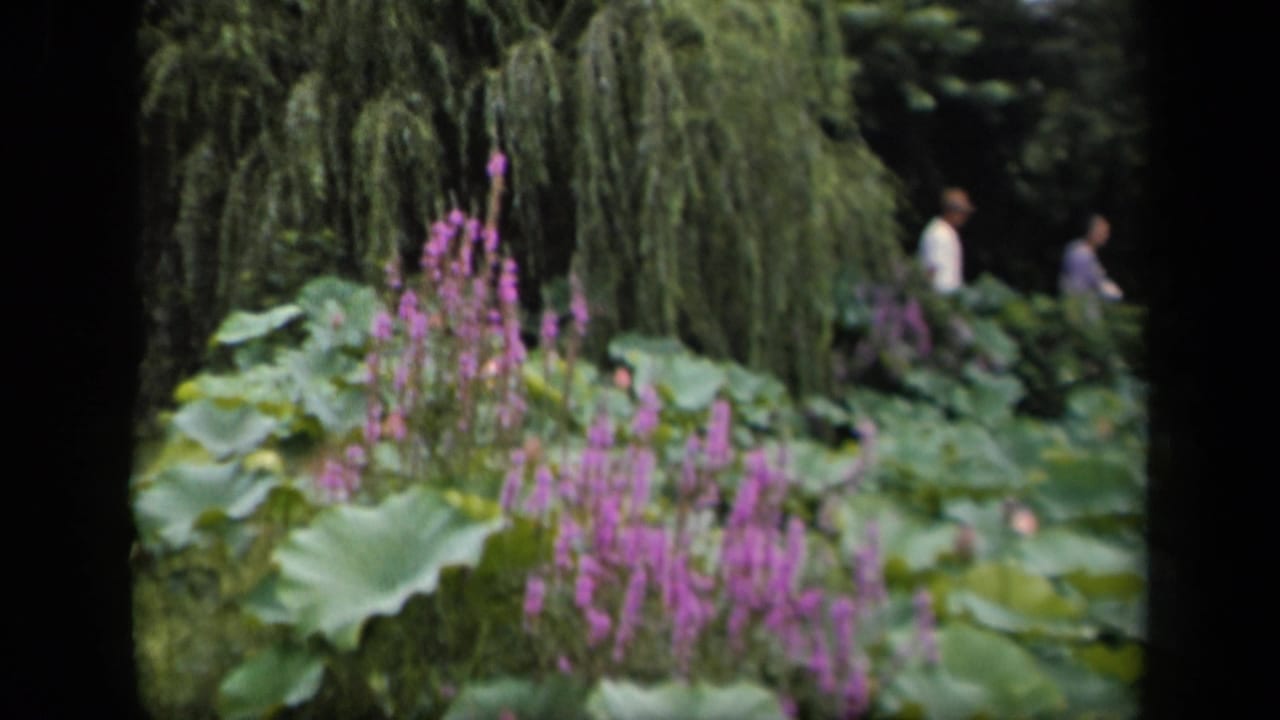 1943 Washington, DC home-movie frame showing lotus leaves, purple flowers, and two distant visitors walking through the garden.