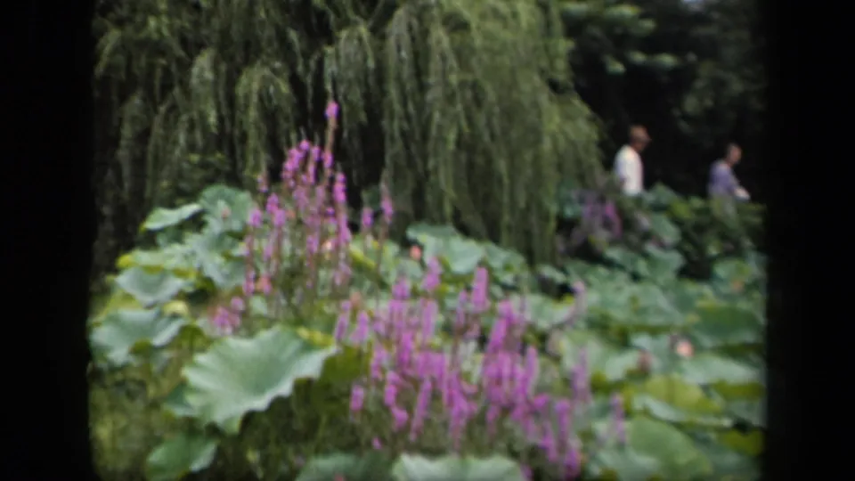 1943 Washington, DC home-movie frame showing lotus leaves, purple flowers, and two distant visitors walking through the garden.