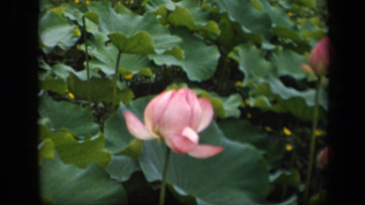 1943 Washington, DC garden frame focused on a pink lotus bud surrounded by broad green leaves and shaded foliage.