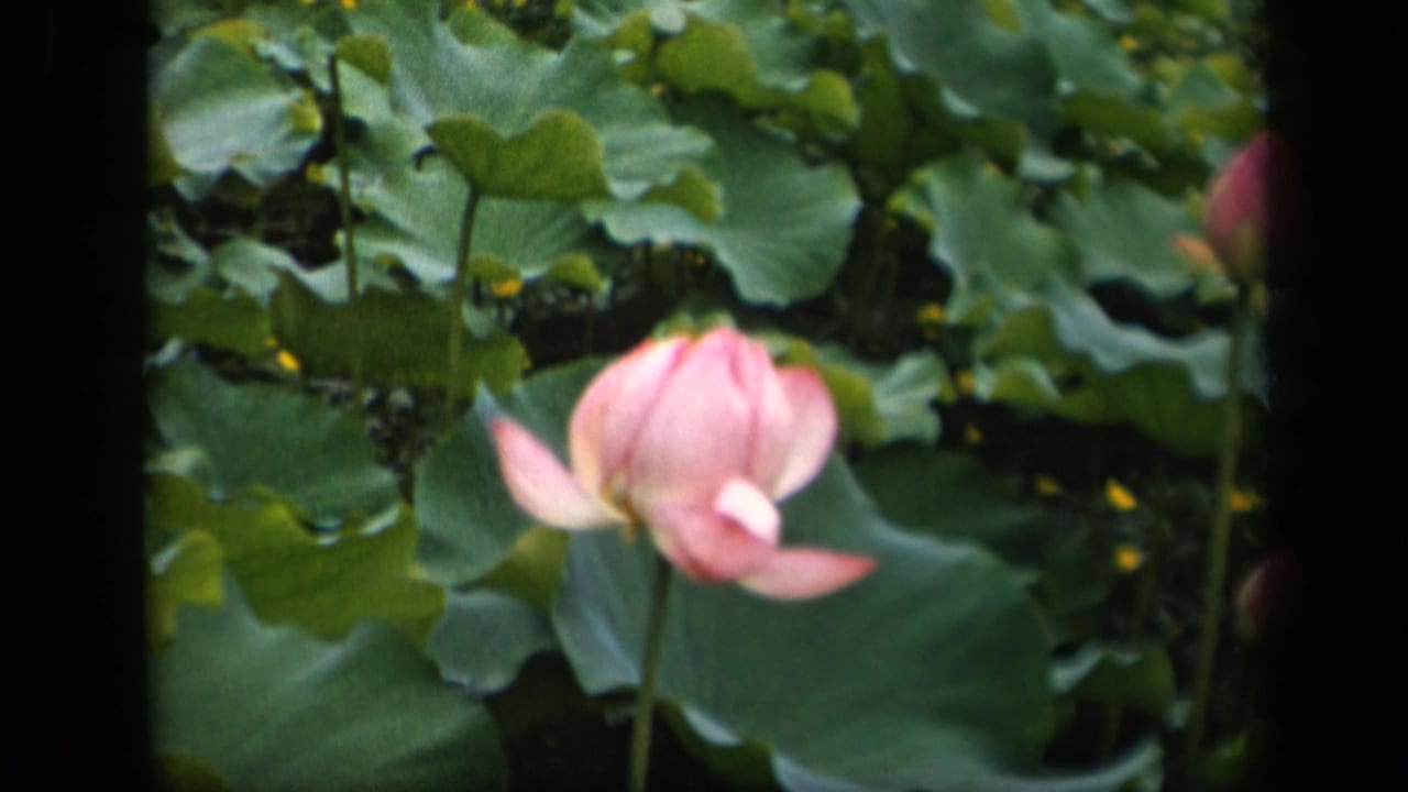 Pink lotus blossom centered among lily pads and pond foliage.