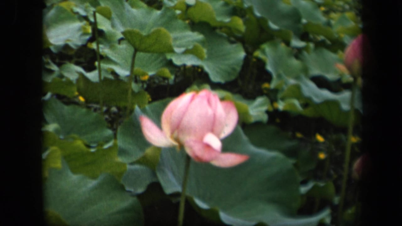 A pink lotus blossom stands in front of broad lily pads, with a partial pink bloom near the right edge of the 1943 home-movie frame.