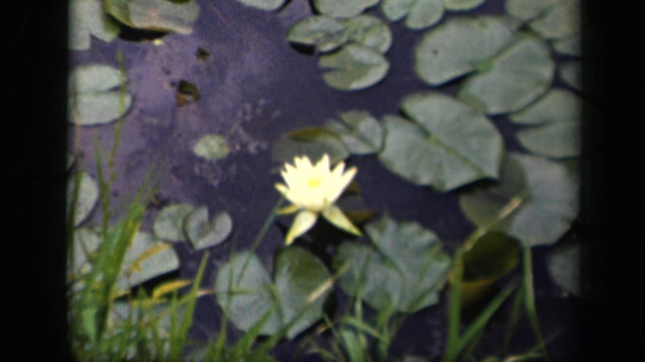 1943 Washington, DC 8mm frame showing a yellow water lily on dark pond water, surrounded by lily pads and reeds.