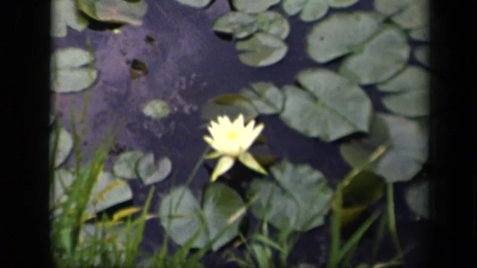 1943 Washington, DC 8mm frame showing a yellow water lily on dark pond water, surrounded by lily pads and reeds.