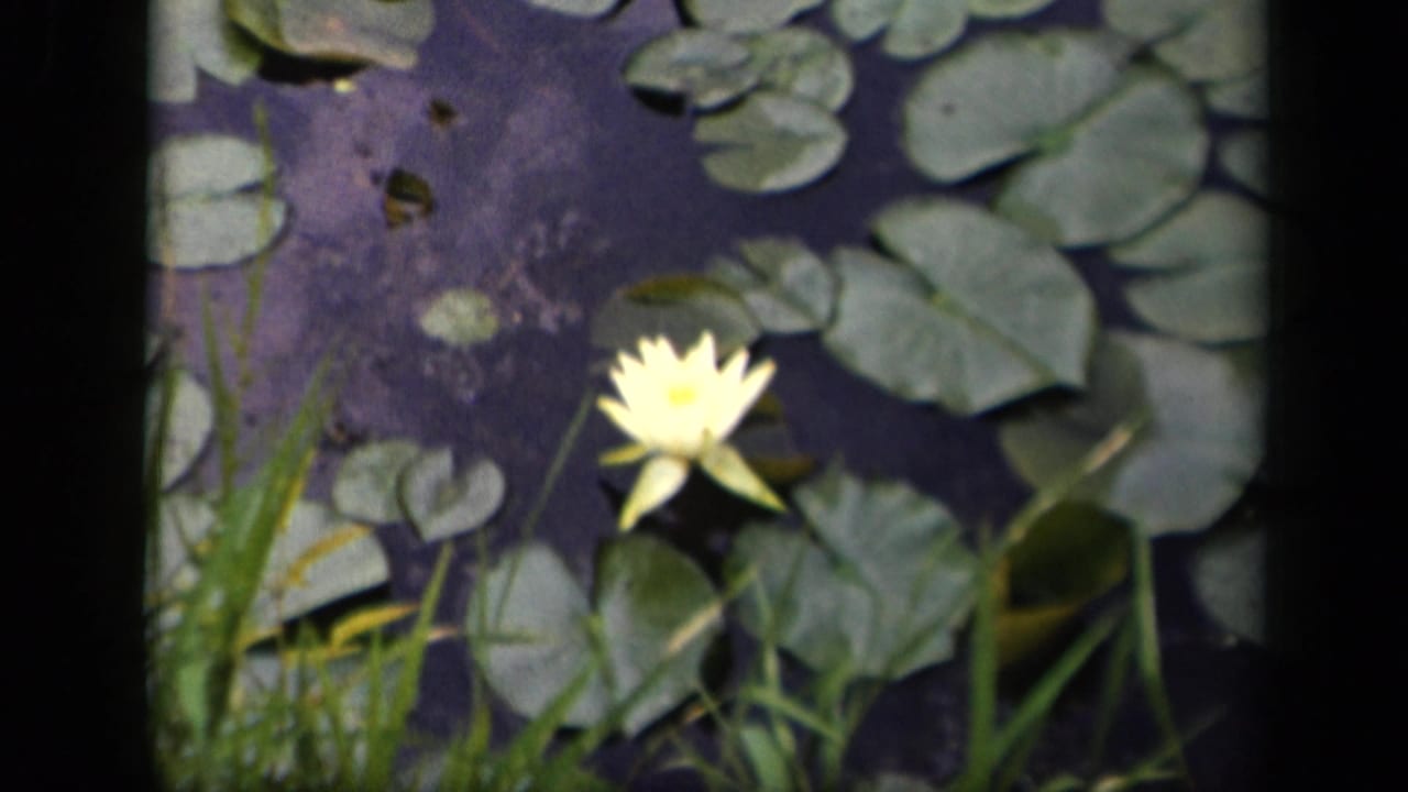 Yellow water lily among lily pads and reeds on a dark pond.