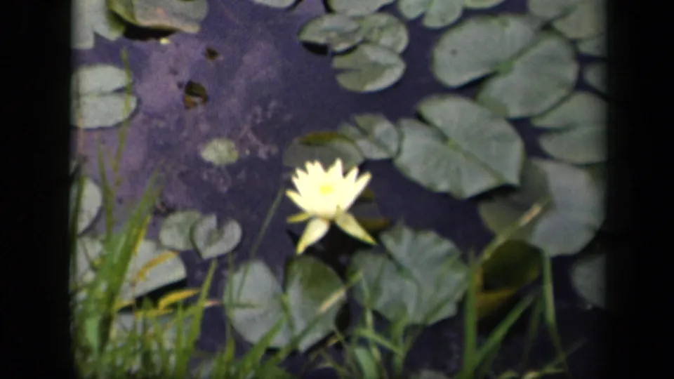 Yellow water lily blooming among lily pads and reeds in 1943 Washington, DC 8mm home-movie footage.