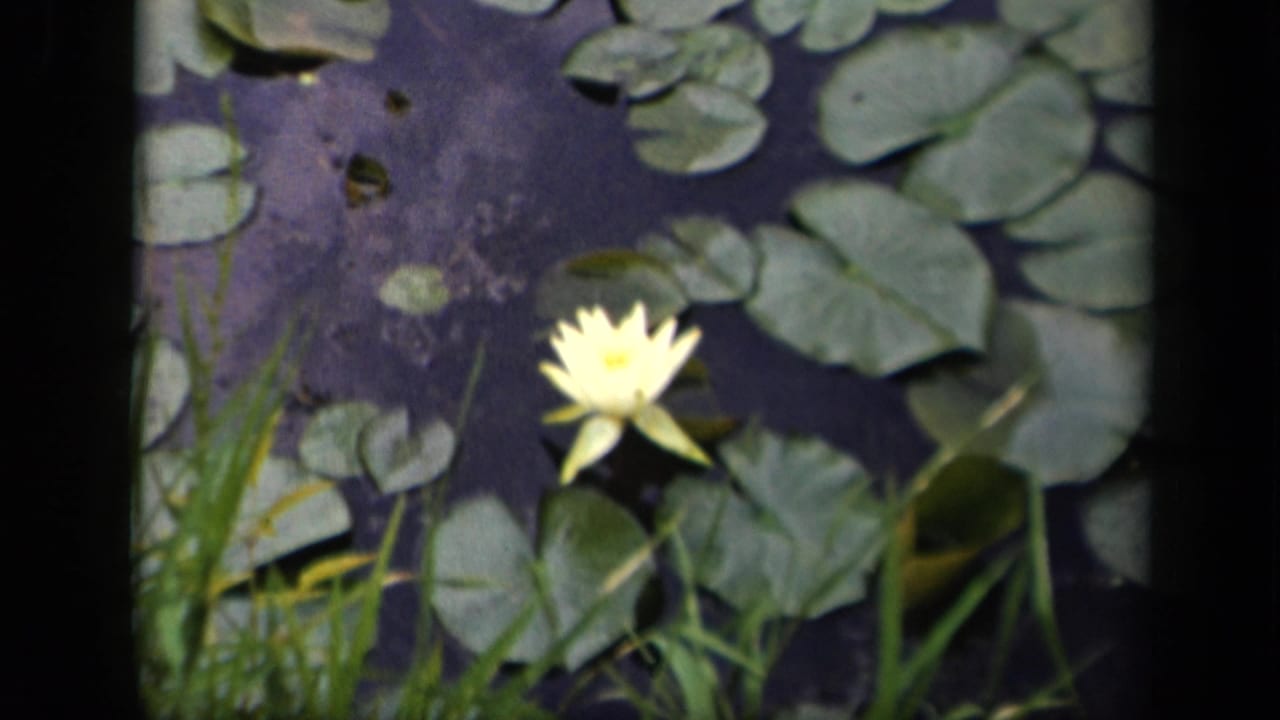 Water lily and lily pads framed by reeds at the pond edge.