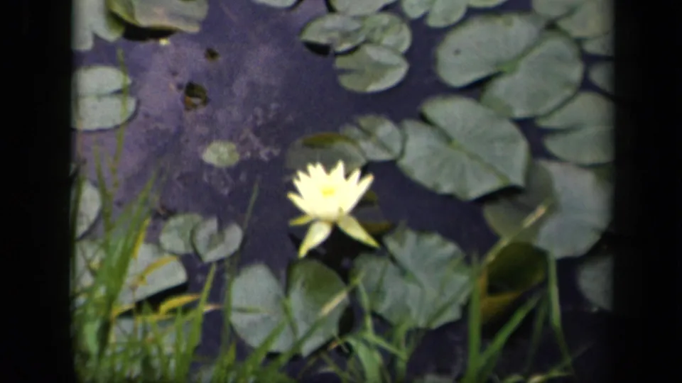 A yellow pond flower appears in soft focus amid lily pads and reeds in Washington, DC archival 8mm footage from 1943.