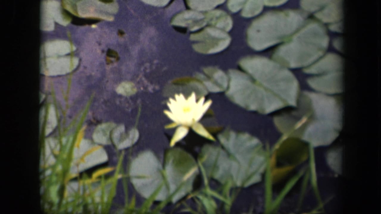 The 8mm frame shows a yellow water lily below clustered lily pads, with reeds crossing the foreground in 1943 Washington, DC footage.