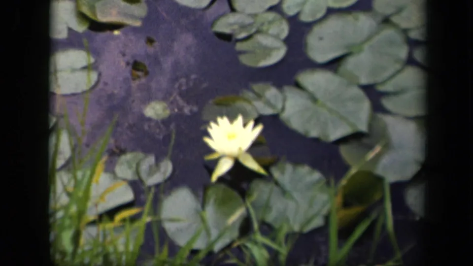 The 8mm frame shows a yellow water lily below clustered lily pads, with reeds crossing the foreground in 1943 Washington, DC footage.