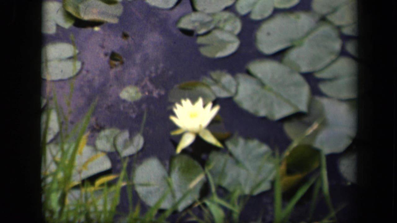 A yellow water lily sits near broad lily pads and green reeds in a softly exposed 1943 Washington, DC 8mm pond view.
